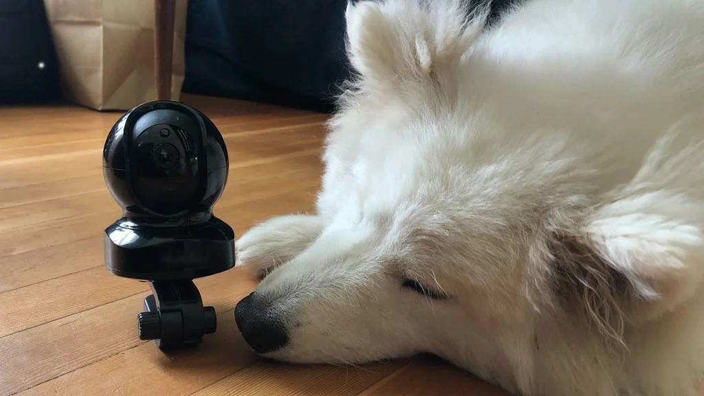 ضبط رفتار حیوانات خانگی با دوربین مداربسته